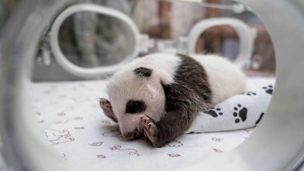 В Московском зоопарке прошел последний осмотр детеныша панды китайским зоологом