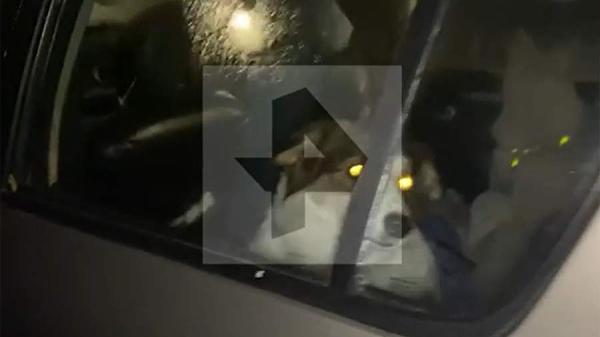Двух запертых в машине собак нашли на севере Москвы

