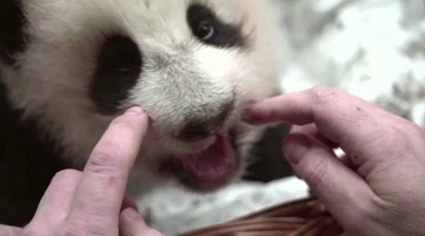 Первые зубки появились у малышки панды из Московского зоопарка