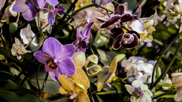Тропические орхидеи расцвели в "Аптекарском огороде"