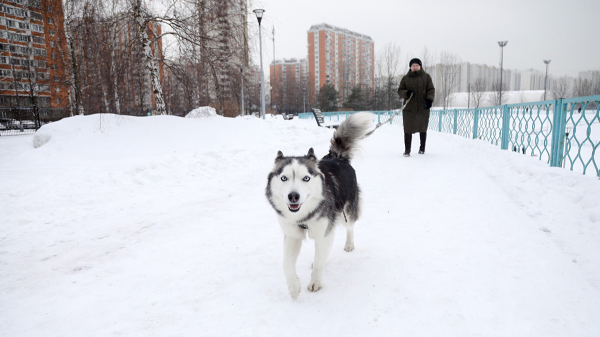 «Декабрь крепит морозы»: синоптик Леус предупредил москвичей о туманах 7 декабря