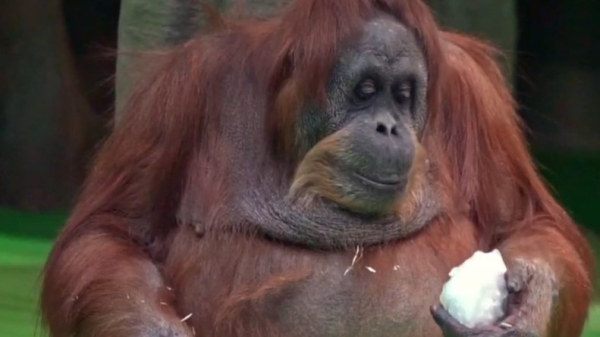 «Сама лепит»: Московский зоопарк показал игру орангутана Чапы в снежки