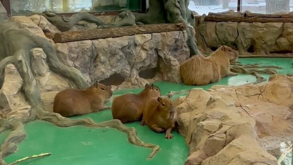 Пара капибар в Московском зоопарке обзавелась третьим по счету совместным потомством