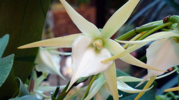 Редкая орхидея расцвела в "Аптекарском огороде" ботанического сада МГУ