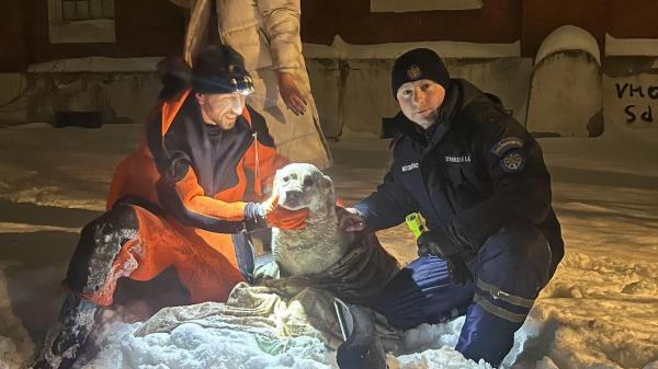 Спасатели вытащили собаку из смертельной ловушки в Подмосковье