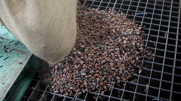 Стоимость какао на лондонской бирже достигла рекордных показателей