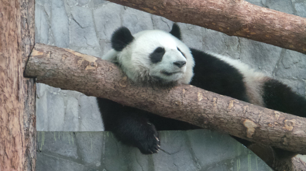 «Папа на работе»: Московский зоопарк показал будни панды Жуи