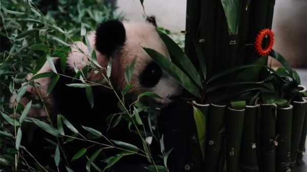 Московский зоопарк показал хрустящий ужин панды Катюши
