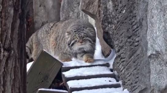 «Лапки короткие»: Московский зоопарк показал зимнюю прогулку манула Тимоши