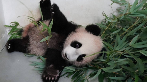 «Готовится ко сну»: Московский зоопарк показал снимок отдыхающей Катюши