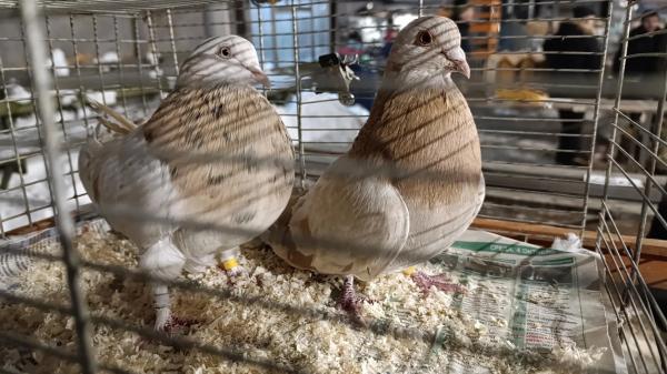 Всероссийская выставка голубей прошла в Раменском городском округе