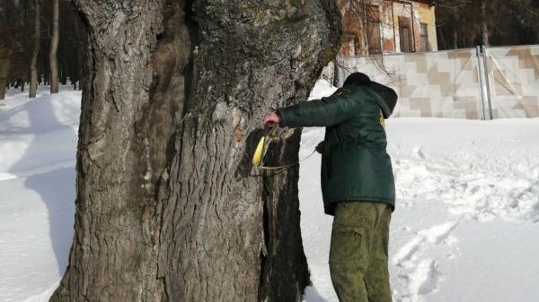 Лесничие городского округа Воскресенск проверили состояние деревьев-долгожителей в парке усадьбы Кривякино
