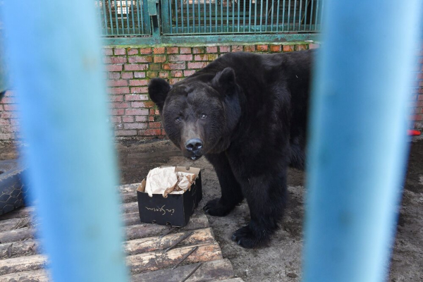 В Московском зоопарке проснулся бурый медведь Гром