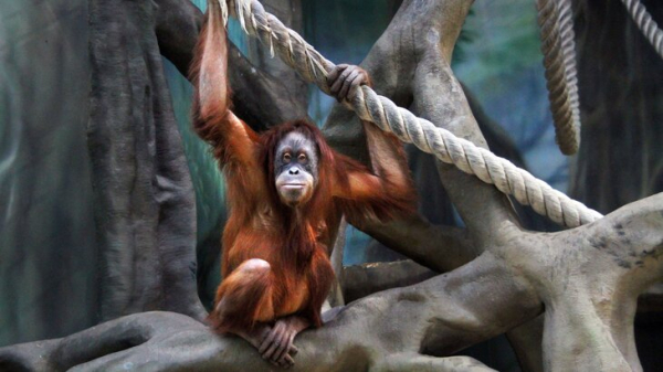"Дом приматов" в Московском зоопарке будет закрыт 25 марта