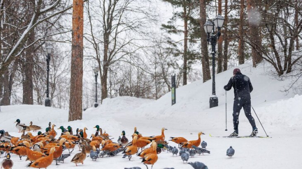 Стало известно, как отдыхали москвичи зимой