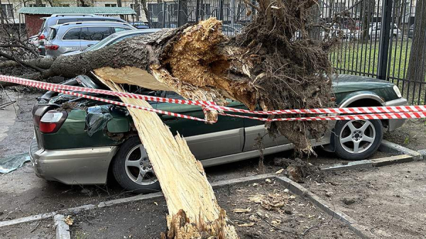 Более 100 деревьев упали в Москве и Подмосковье из-за сильного ветра
