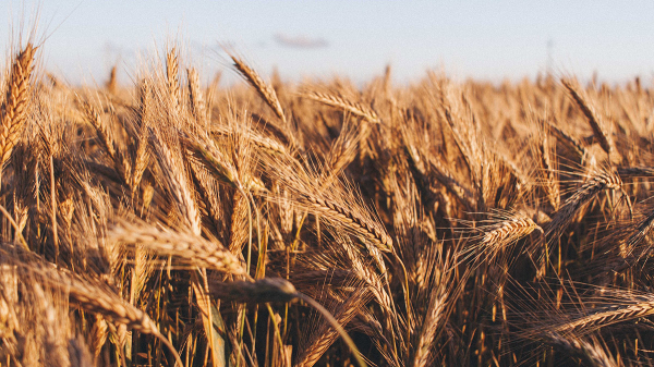 Аналитик Беляев объяснил, почему Турция решила ограничить импорт пшеницы