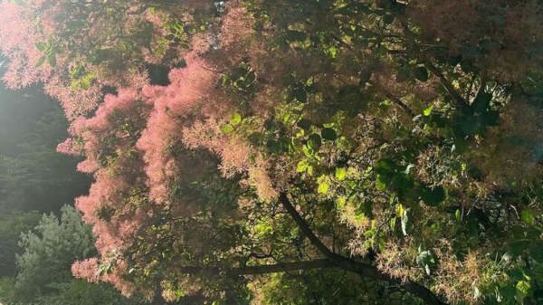 Розовое дымное дерево расцвело в "Аптекарском огороде"