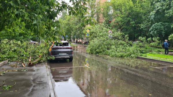 Свыше 700 деревьев упали в Москве во время непогоды