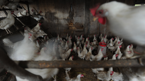 Минсельхоз предложил временный запрет на экспорт некоторых видов мяса птицы